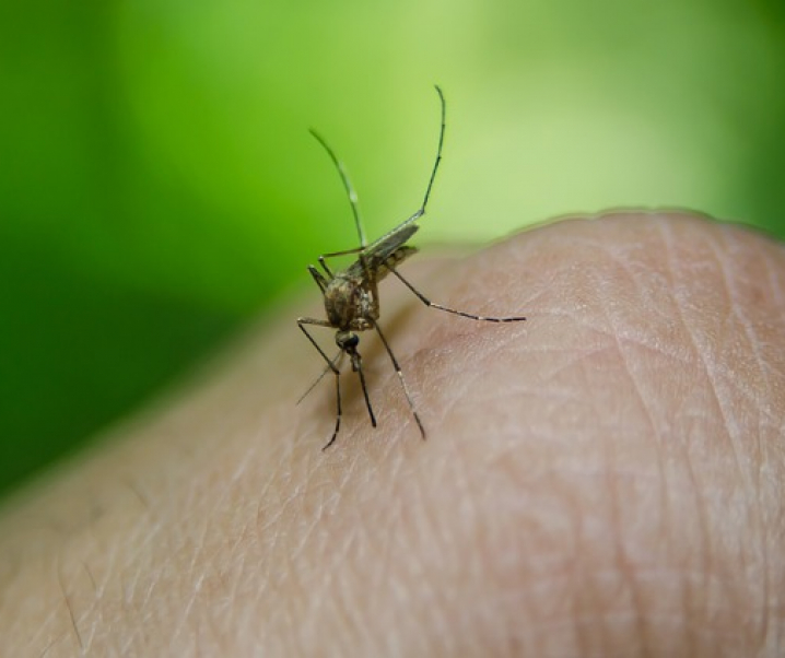 Mückenschutz bei empfindlicher Haut und Allergien
