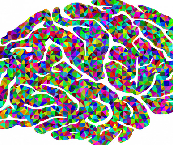 Wissenschaftler analysieren unerschlossene Gehirnstruktur