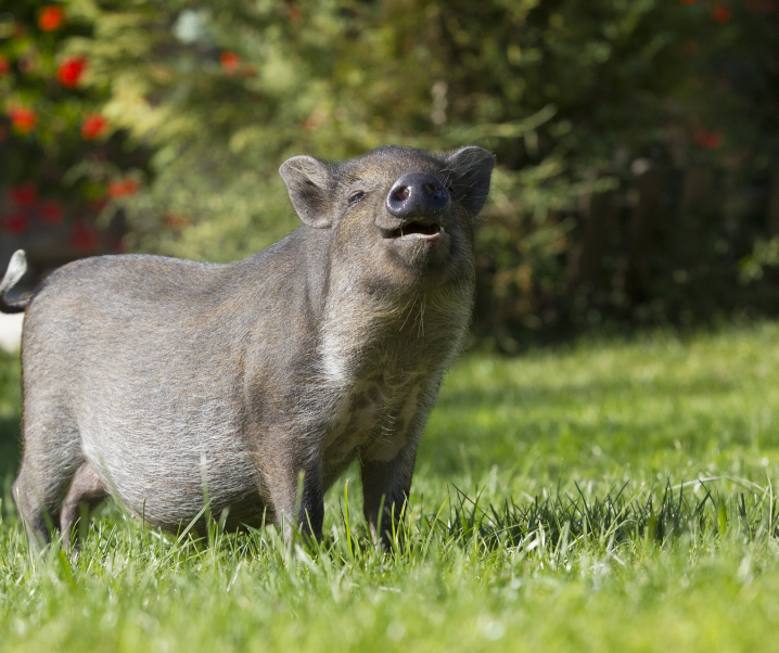 Afrikanische Schweinepest schafft es zur deutschen Grenze – Grund zur Sorge?