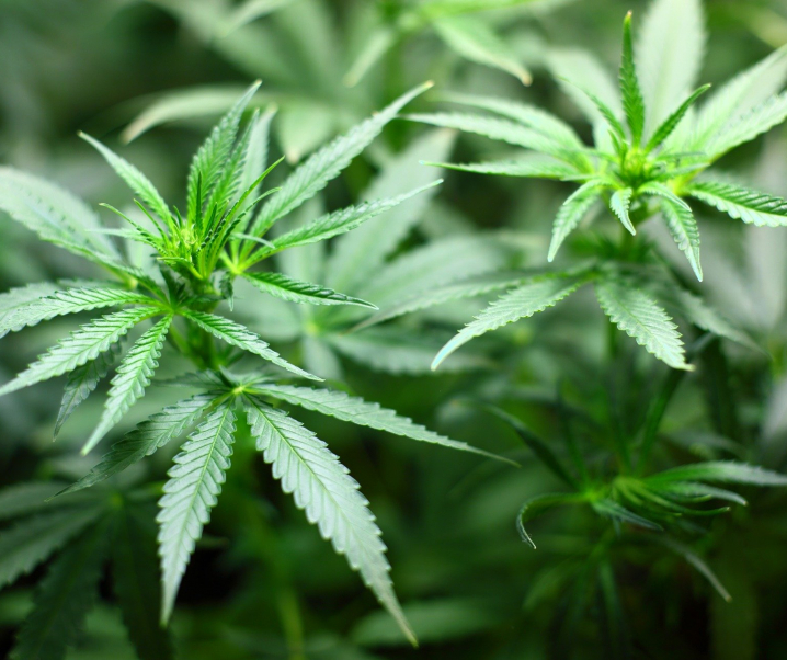Heimische Produktion: Medizinisches Cannabis darf in Deutschland angebaut werden