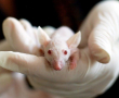 Tierversuche in der Forschung: Sind sie überhaupt sinnvoll?