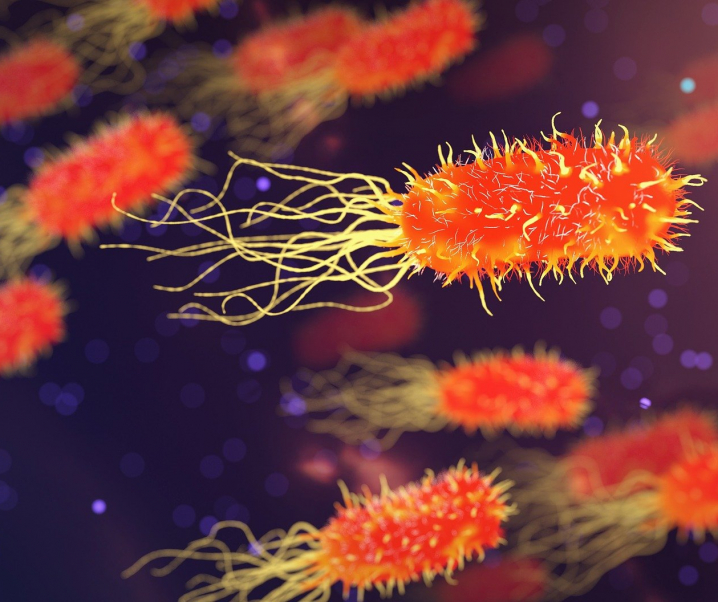 Neue Therapiemethode: Mit Bakterien den Krebs besiegen?