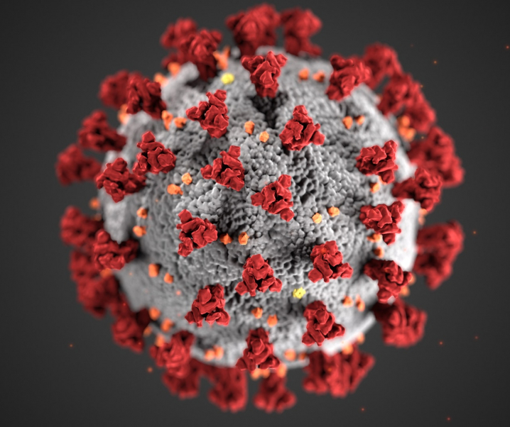 Durch Grünfärbung ertappt: Wie sich das Coronavirus mit körpereigenen Molekülen vor der Immunabwehr schützt