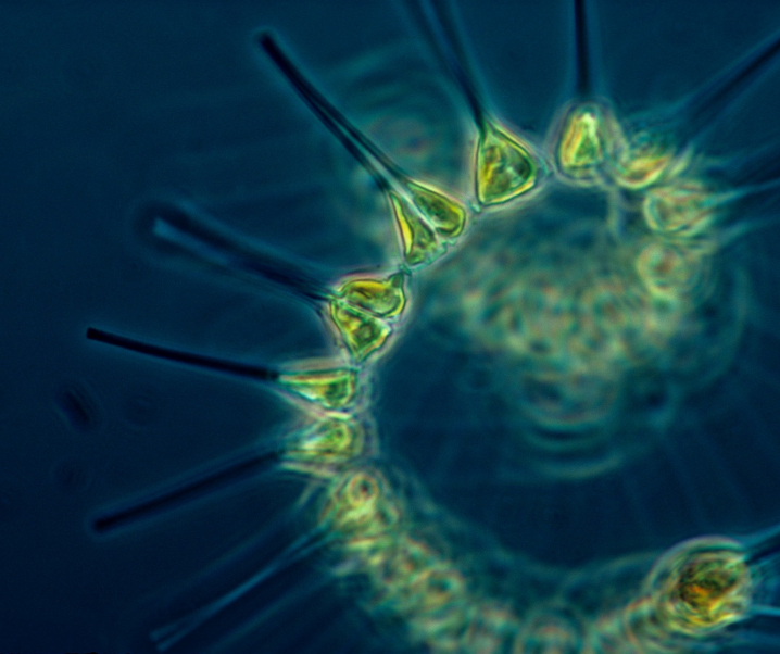 Pandemien im Keim ersticken: Studie zu Plankton gibt Aufschlüsse