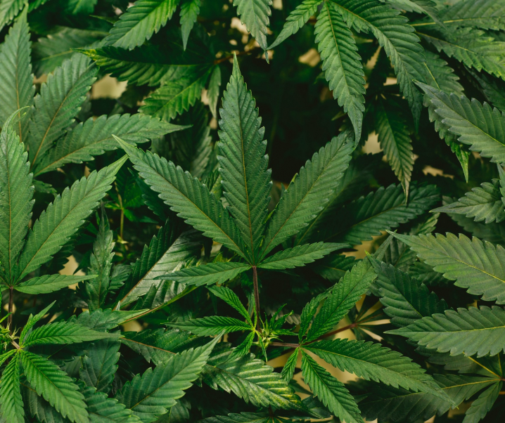 Cannabis gegen Corona – Ist Hanf der Verbündete in der COVID-Pandemie?