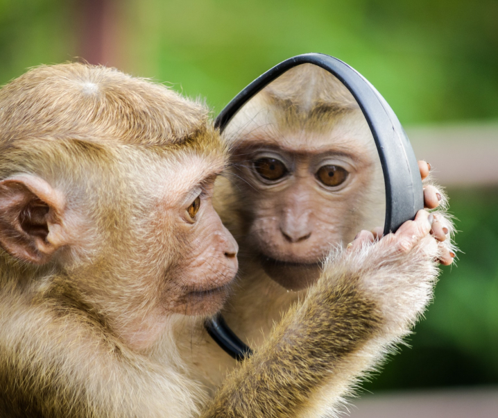 Nach Corona sind die Affen los: Was wir über Affenpocken wissen