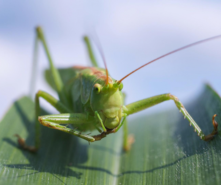 Insekten als Lebensretter: Heuschrecken können Krebs riechen