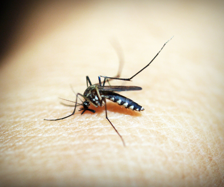 Ewige Angst vor Malaria – Warum gibt es keinen Impfstoff?
