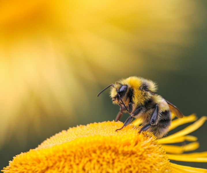 Forschungsdurchbruch: Bienengift bald als Medikament gegen Krebs?