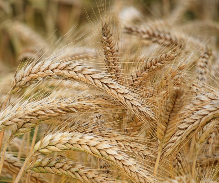 Gefährlicher Pilzbefall: Europäische Weizenbestände bedroht