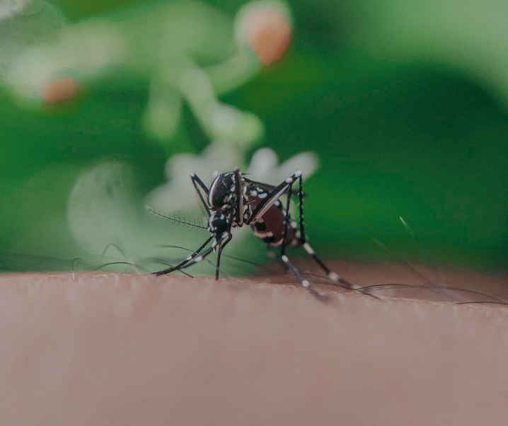 Asiatische Tigermücke resistent gegen Insektizide – Werden tropische Krankheiten auch bei uns zur Bedrohung?