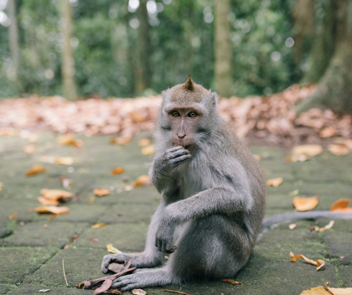 Internationaler Affenpocken-Ausbruch: Sind Medikamente noch immer wirksam?